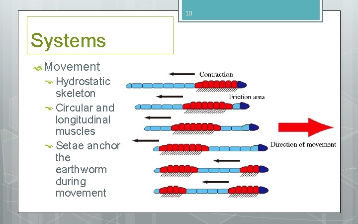 10 Systems Movement Hydrostatic skeleton Circular and longitudinal muscles Setae anchor the earthworm during 10 Systems Movement Hydrostatic skeleton Circular and longitudinal muscles Setae anchor the earthworm during