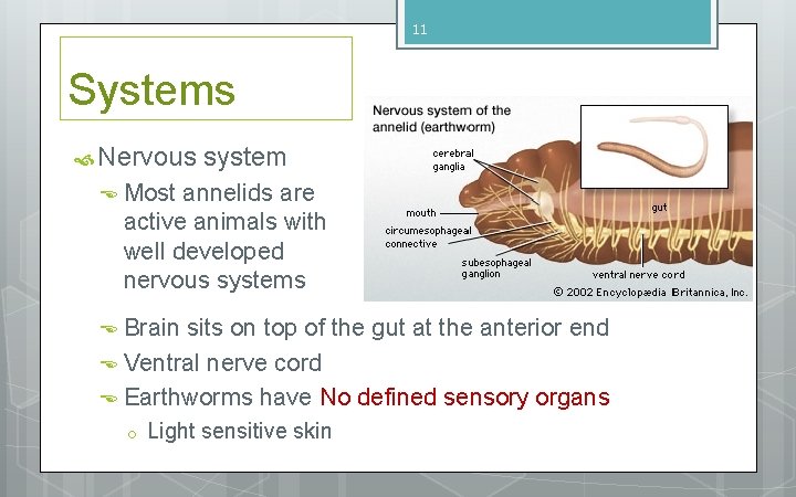 11 Systems Nervous system Most annelids are active animals with well developed nervous systems 11 Systems Nervous system Most annelids are active animals with well developed nervous systems