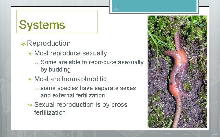 12 Systems Reproduction Most reproduce sexually o Most are hermaphroditic o Some are able 12 Systems Reproduction Most reproduce sexually o Most are hermaphroditic o Some are able