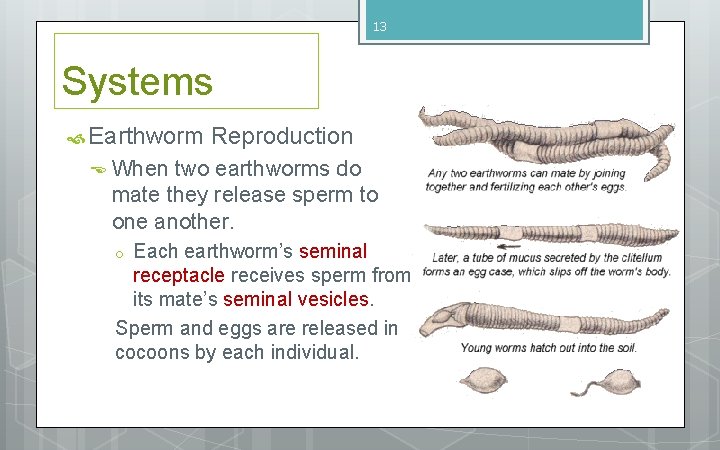 13 Systems Earthworm Reproduction When two earthworms do mate they release sperm to one 13 Systems Earthworm Reproduction When two earthworms do mate they release sperm to one