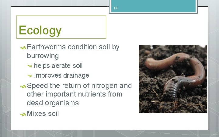 14 Ecology Earthworms condition soil by burrowing helps aerate soil Improves drainage Speed the 14 Ecology Earthworms condition soil by burrowing helps aerate soil Improves drainage Speed the