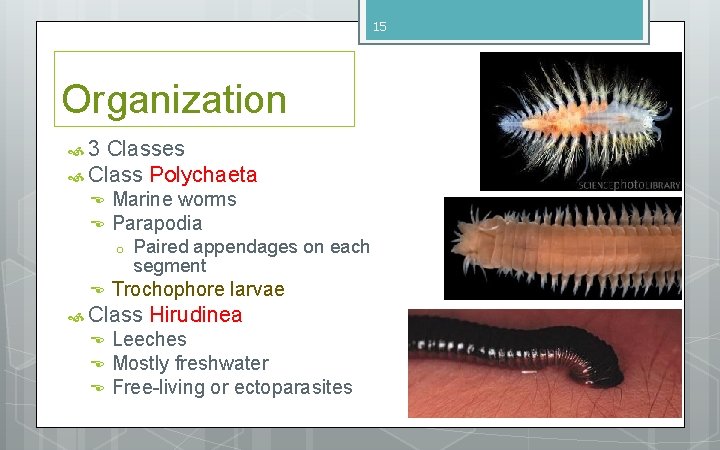 15 Organization 3 Classes Class Polychaeta Marine worms Parapodia o Paired appendages on each 15 Organization 3 Classes Class Polychaeta Marine worms Parapodia o Paired appendages on each