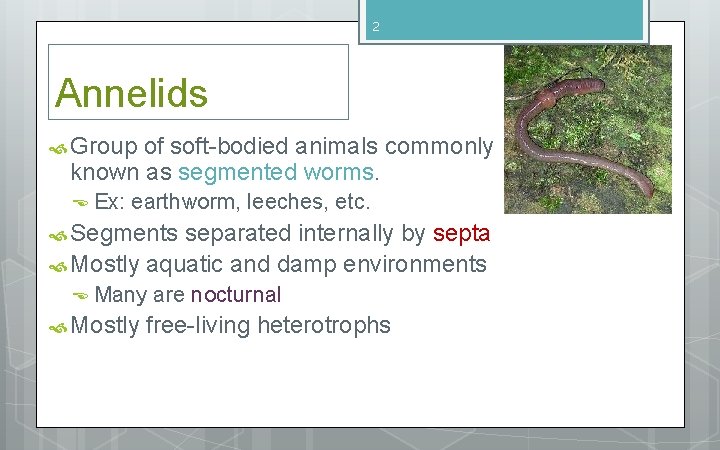 2 Annelids Group of soft-bodied animals commonly known as segmented worms. Ex: earthworm, leeches, 2 Annelids Group of soft-bodied animals commonly known as segmented worms. Ex: earthworm, leeches,