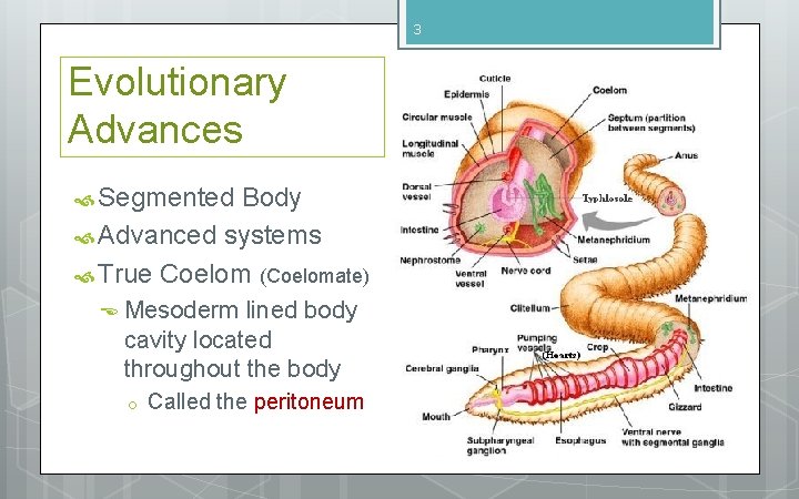 3 Evolutionary Advances Segmented Body Advanced systems True Coelom (Coelomate) Mesoderm lined body cavity 3 Evolutionary Advances Segmented Body Advanced systems True Coelom (Coelomate) Mesoderm lined body cavity