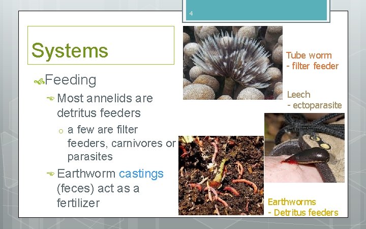 4 Systems Tube worm - filter feeder Feeding Most annelids are detritus feeders o 4 Systems Tube worm - filter feeder Feeding Most annelids are detritus feeders o
