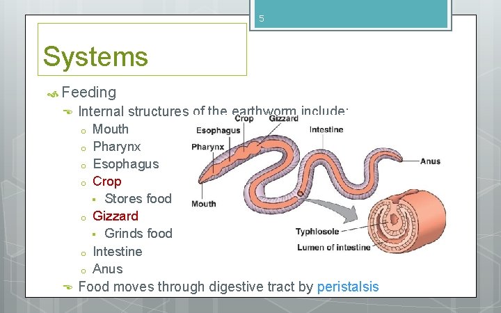 5 Systems Feeding Internal structures of the earthworm include: o o o o Mouth 5 Systems Feeding Internal structures of the earthworm include: o o o o Mouth