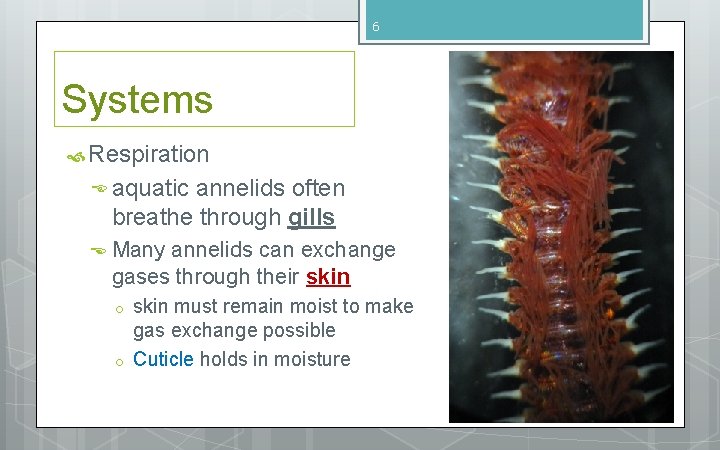 6 Systems Respiration aquatic annelids often breathe through gills Many annelids can exchange gases 6 Systems Respiration aquatic annelids often breathe through gills Many annelids can exchange gases