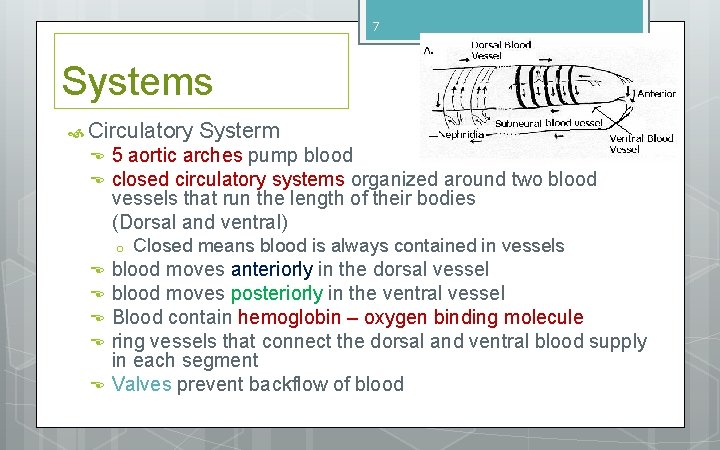 7 Systems Circulatory 5 aortic arches pump blood closed circulatory systems organized around two 7 Systems Circulatory 5 aortic arches pump blood closed circulatory systems organized around two