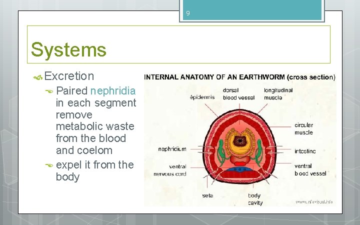 9 Systems Excretion Paired nephridia in each segment remove metabolic waste from the blood 9 Systems Excretion Paired nephridia in each segment remove metabolic waste from the blood
