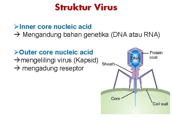 Struktur Virus ØInner core nucleic acid Mengandung bahan genetika (DNA atau RNA) ØOuter core