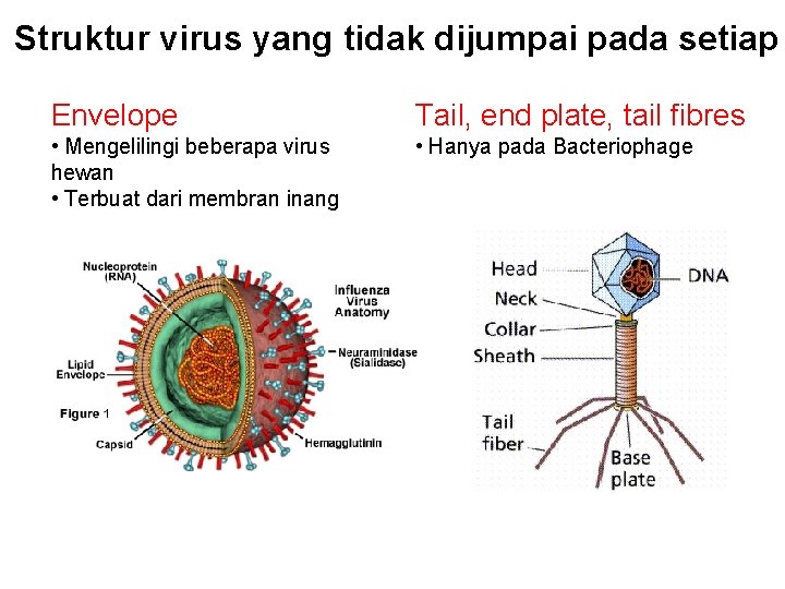 Struktur virus yang tidak dijumpai pada setiap Envelope Tail, end plate, tail fibres •