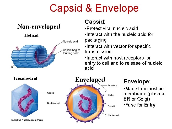 Capsid & Envelope Non-enveloped Helical Icosahedral Capsid: • Protect viral nucleic acid • Interact