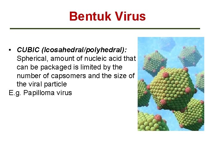 Bentuk Virus • CUBIC (Icosahedral/polyhedral): Spherical, amount of nucleic acid that can be packaged