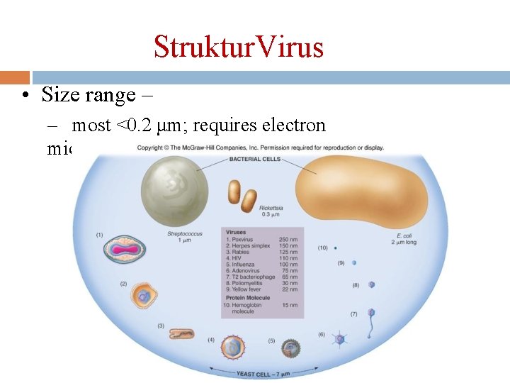Struktur. Virus • Size range – – most <0. 2 μm; requires electron microscope