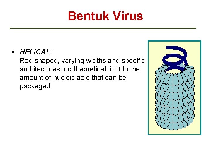 Bentuk Virus • HELICAL: Rod shaped, varying widths and specific architectures; no theoretical limit