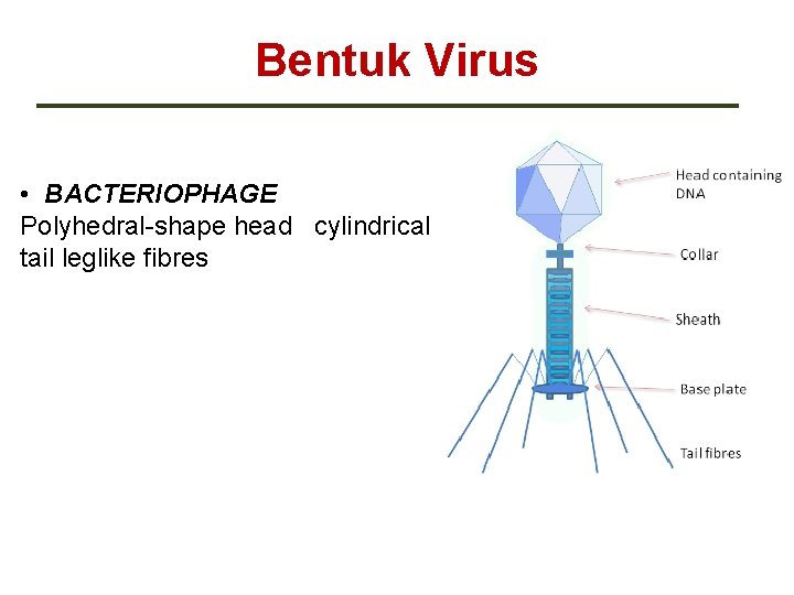 Bentuk Virus • BACTERIOPHAGE Polyhedral-shape head cylindrical tail leglike fibres 