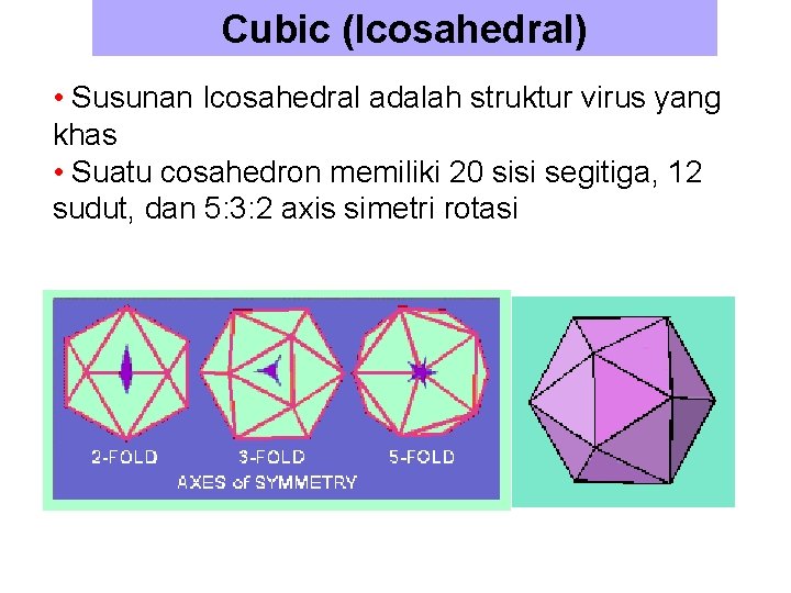 Cubic (Icosahedral) • Susunan Icosahedral adalah struktur virus yang khas • Suatu cosahedron memiliki