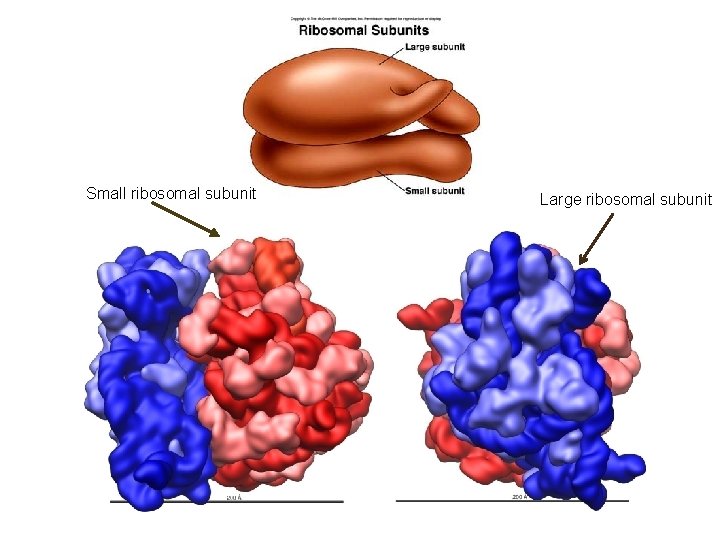 Small ribosomal subunit Large ribosomal subunit 