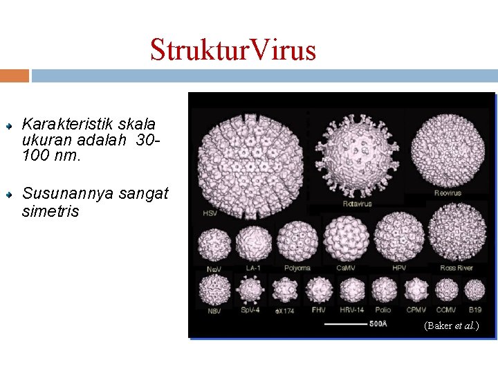 Struktur. Virus Karakteristik skala ukuran adalah 30100 nm. Susunannya sangat simetris (Baker et al.