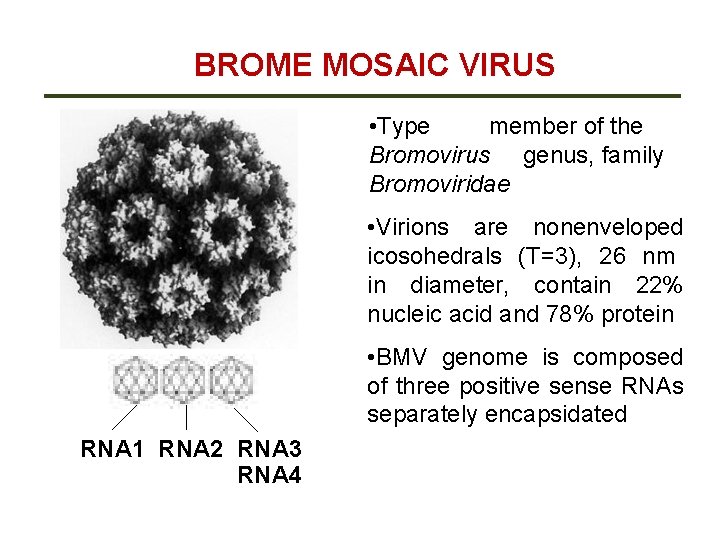 BROME MOSAIC VIRUS • Type member of the Bromovirus genus, family Bromoviridae • Virions