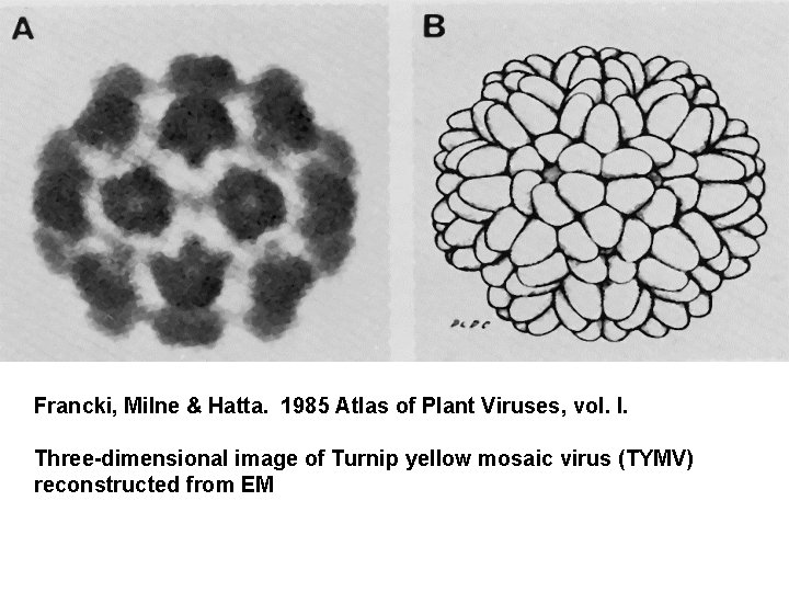 Francki, Milne & Hatta. 1985 Atlas of Plant Viruses, vol. I. Three-dimensional image of