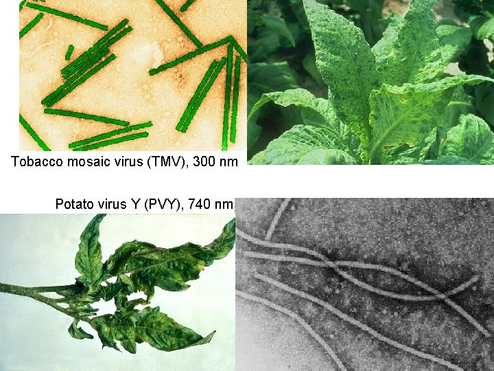 Tobacco mosaic virus (TMV), 300 nm Potato virus Y (PVY), 740 nm 