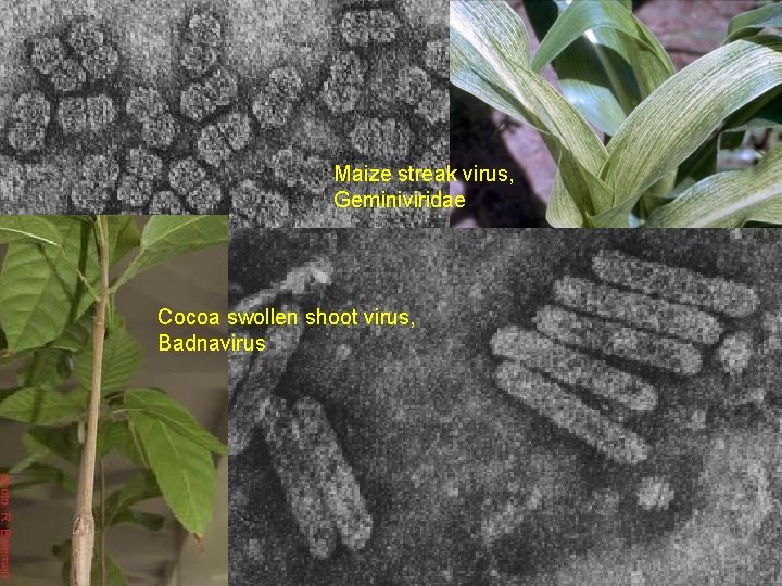 Maize streak virus, Geminiviridae Cocoa swollen shoot virus, Badnavirus 