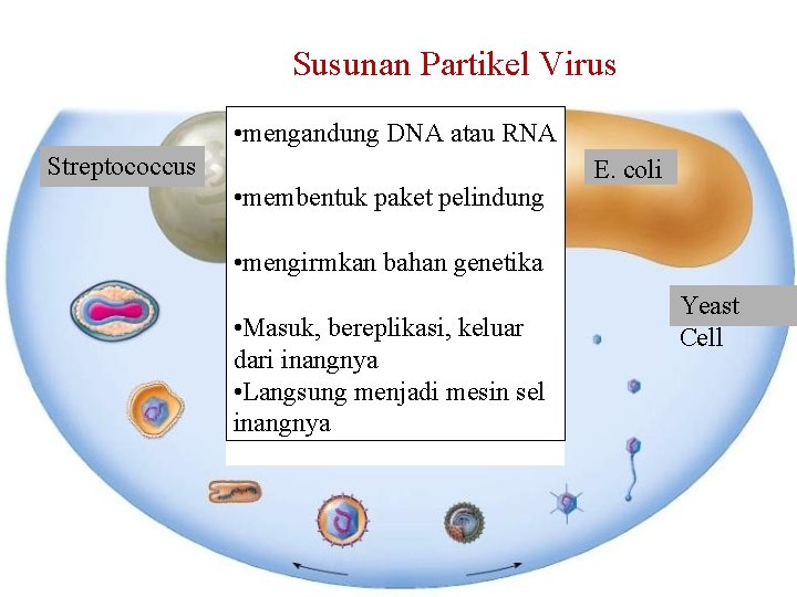 Susunan Partikel Virus • mengandung DNA atau RNA Streptococcus • membentuk paket pelindung E.