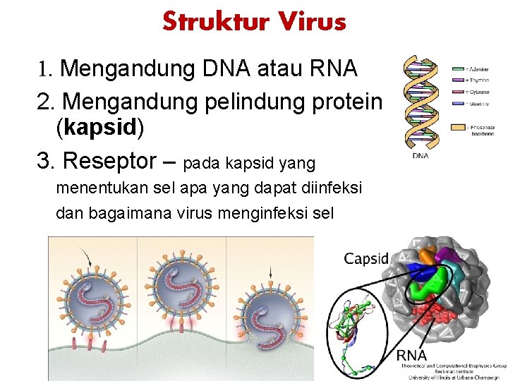 Struktur Virus 1. Mengandung DNA atau RNA 2. Mengandung pelindung protein (kapsid) 3. Reseptor