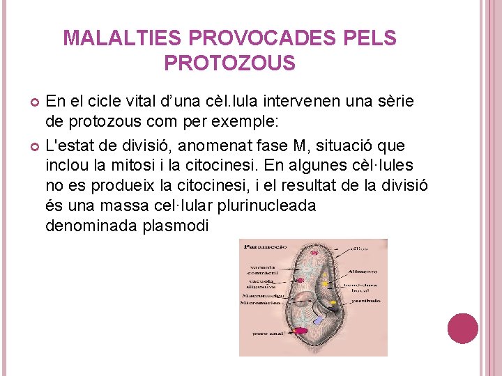 MALALTIES PROVOCADES PELS PROTOZOUS En el cicle vital d’una cèl. lula intervenen una sèrie