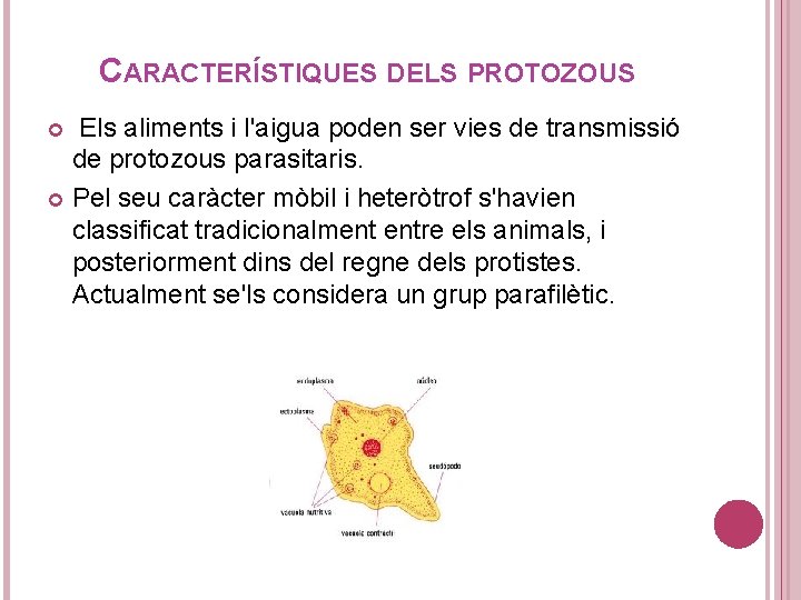 CARACTERÍSTIQUES DELS PROTOZOUS Els aliments i l'aigua poden ser vies de transmissió de protozous