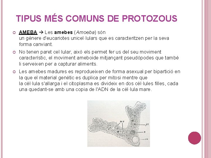 TIPUS MÉS COMUNS DE PROTOZOUS AMEBA Les amebes (Amoeba) són un gènere d'eucariotes unicel·lulars