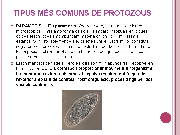 TIPUS MÉS COMUNS DE PROTOZOUS PARAMECIS Els paramecis (Paramecium) són uns organismes microscòpics ciliats