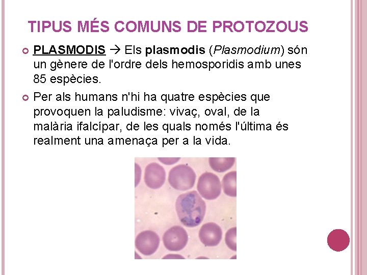 TIPUS MÉS COMUNS DE PROTOZOUS PLASMODIS Els plasmodis (Plasmodium) són un gènere de l'ordre