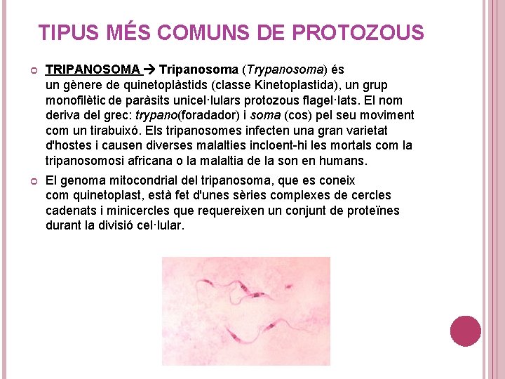 TIPUS MÉS COMUNS DE PROTOZOUS TRIPANOSOMA Tripanosoma (Trypanosoma) és un gènere de quinetoplàstids (classe