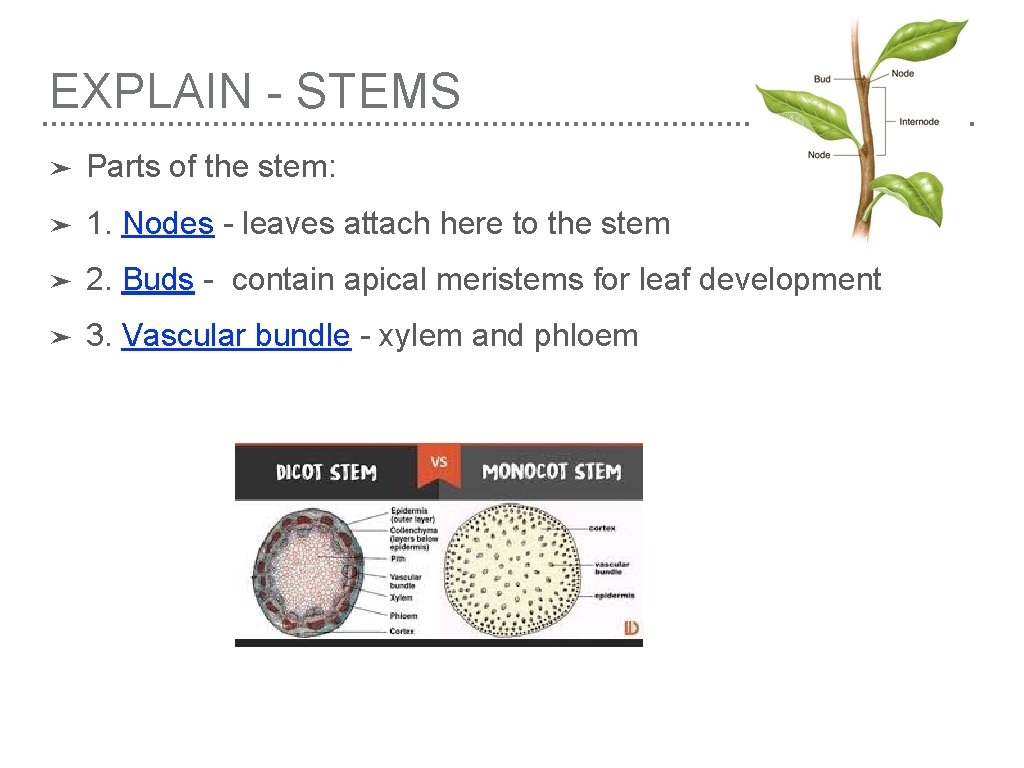 EXPLAIN - STEMS ➤ Parts of the stem: ➤ 1. Nodes - leaves attach