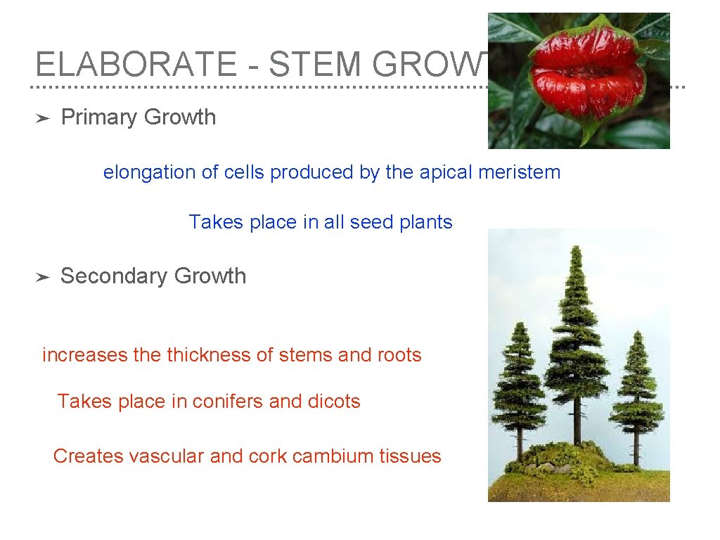 ELABORATE - STEM GROWTH ➤ Primary Growth elongation of cells produced by the apical