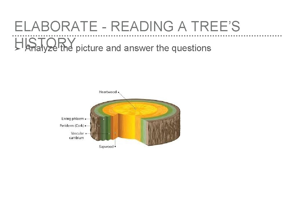 ELABORATE - READING A TREE’S HISTORY ➤ Analyze the picture and answer the questions