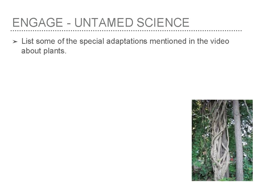 ENGAGE - UNTAMED SCIENCE ➤ List some of the special adaptations mentioned in the