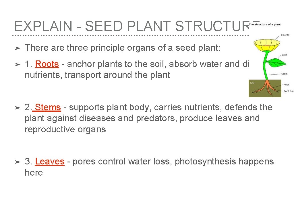 EXPLAIN - SEED PLANT STRUCTURE ➤ There are three principle organs of a seed