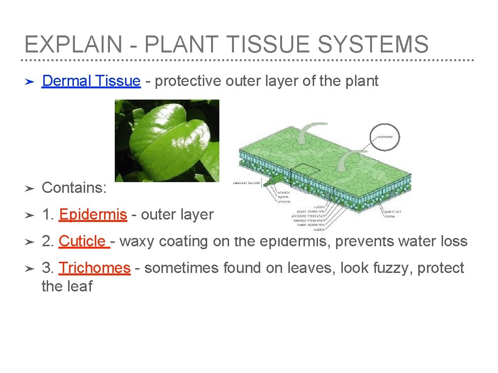 EXPLAIN - PLANT TISSUE SYSTEMS ➤ Dermal Tissue - protective outer layer of the