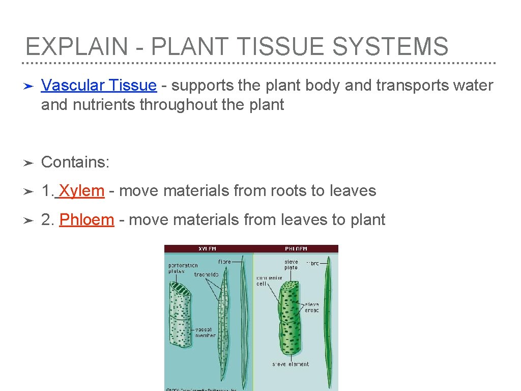 EXPLAIN - PLANT TISSUE SYSTEMS ➤ Vascular Tissue - supports the plant body and