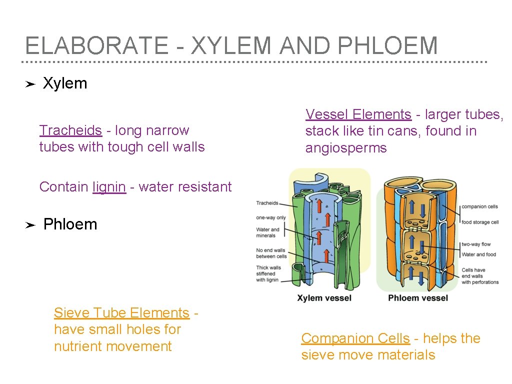 ELABORATE - XYLEM AND PHLOEM ➤ Xylem Tracheids - long narrow tubes with tough