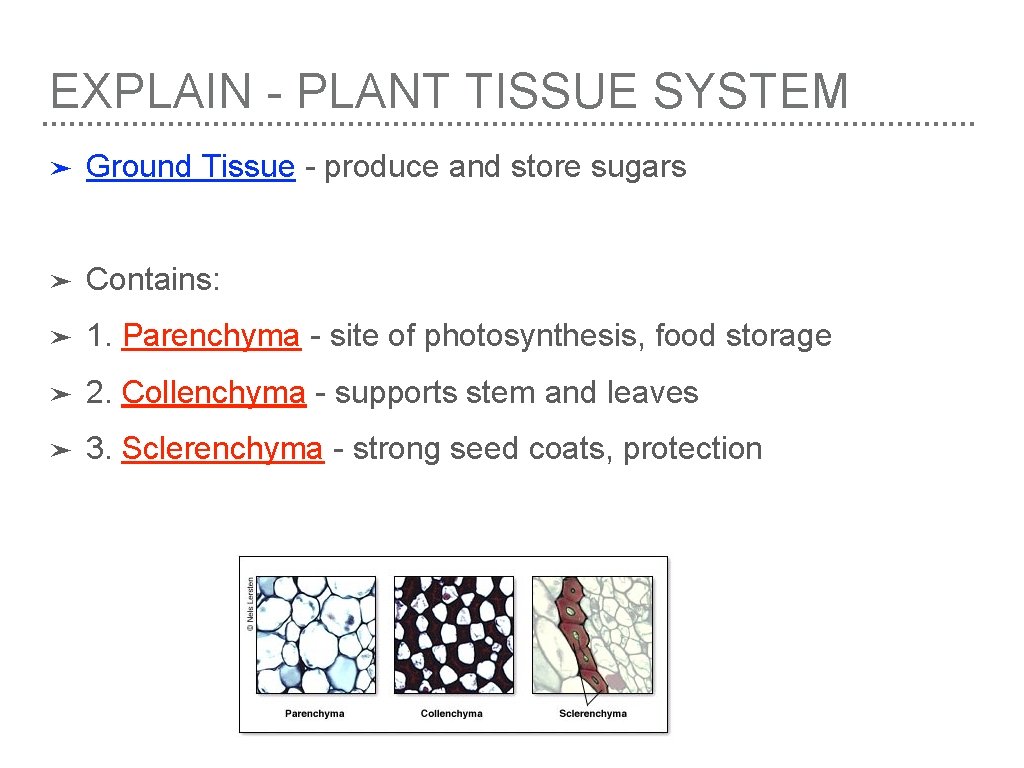 EXPLAIN - PLANT TISSUE SYSTEM ➤ Ground Tissue - produce and store sugars ➤