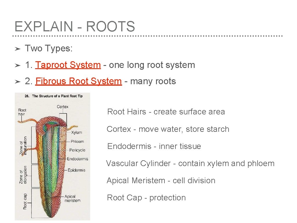 EXPLAIN - ROOTS ➤ Two Types: ➤ 1. Taproot System - one long root