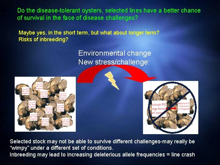 Do the disease-tolerant oysters, selected lines have a better chance of survival in the
