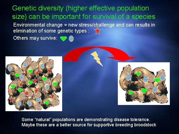 Genetic diversity (higher effective population size) can be important for survival of a species