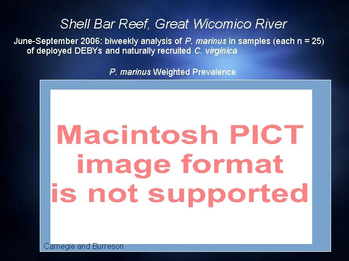 Shell Bar Reef, Great Wicomico River June-September 2006: biweekly analysis of P. marinus in