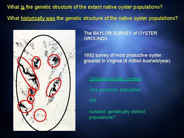 What is the genetic structure of the extant native oyster populations? What historically was