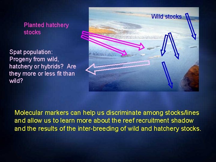 Wild stocks Planted hatchery stocks Spat population: Progeny from wild, hatchery or hybrids? Are